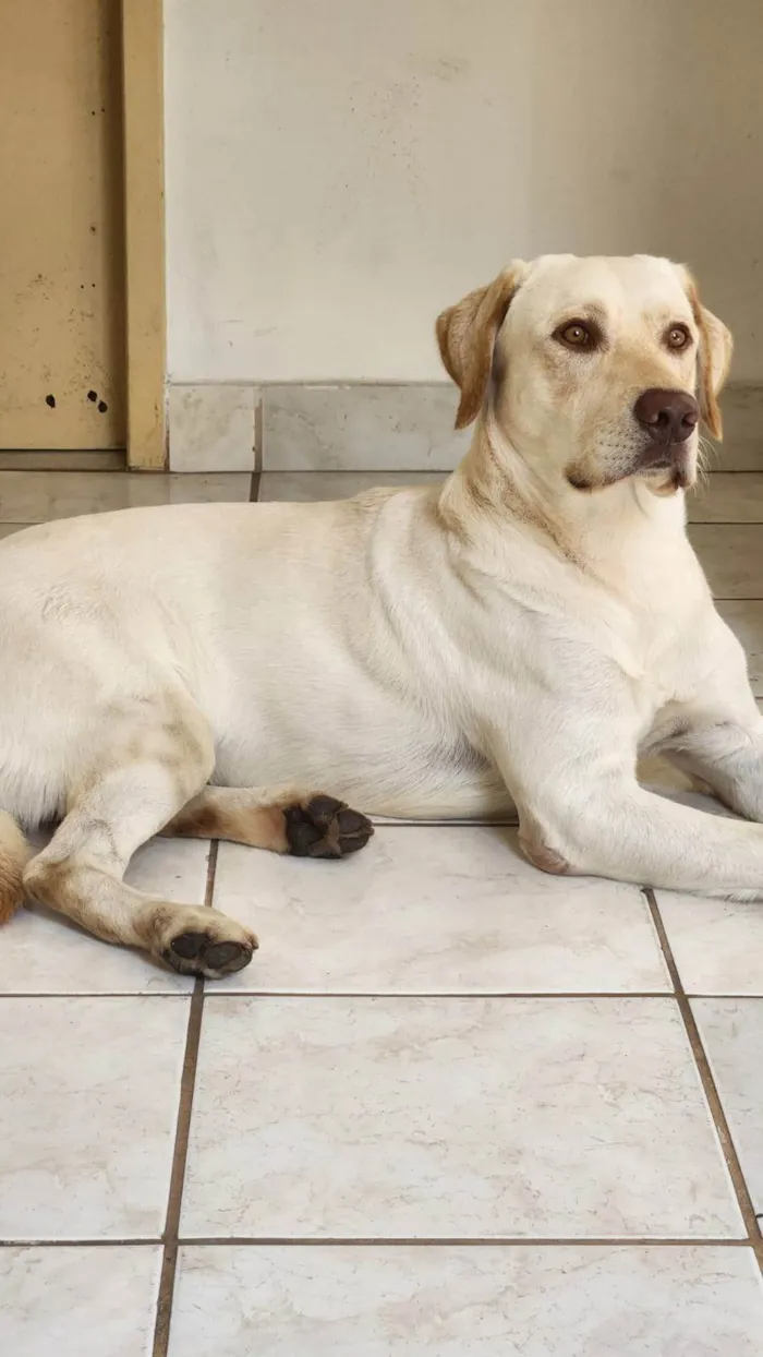 Cachorro ra a Labrador idade 2 anos nome Zeus