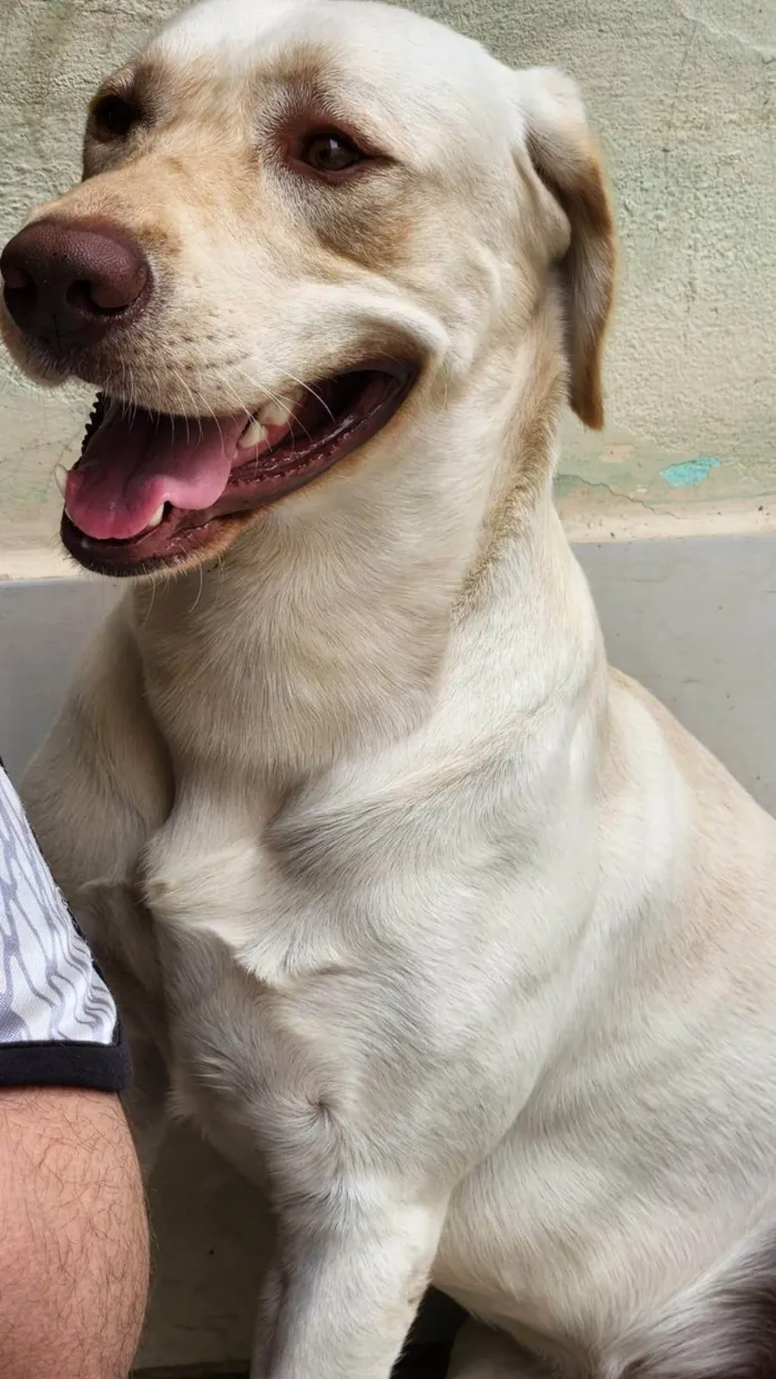 Cachorro ra a Labrador idade 2 anos nome Zeus