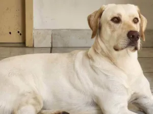 Cachorro raça Labrador idade 2 anos nome Zeus