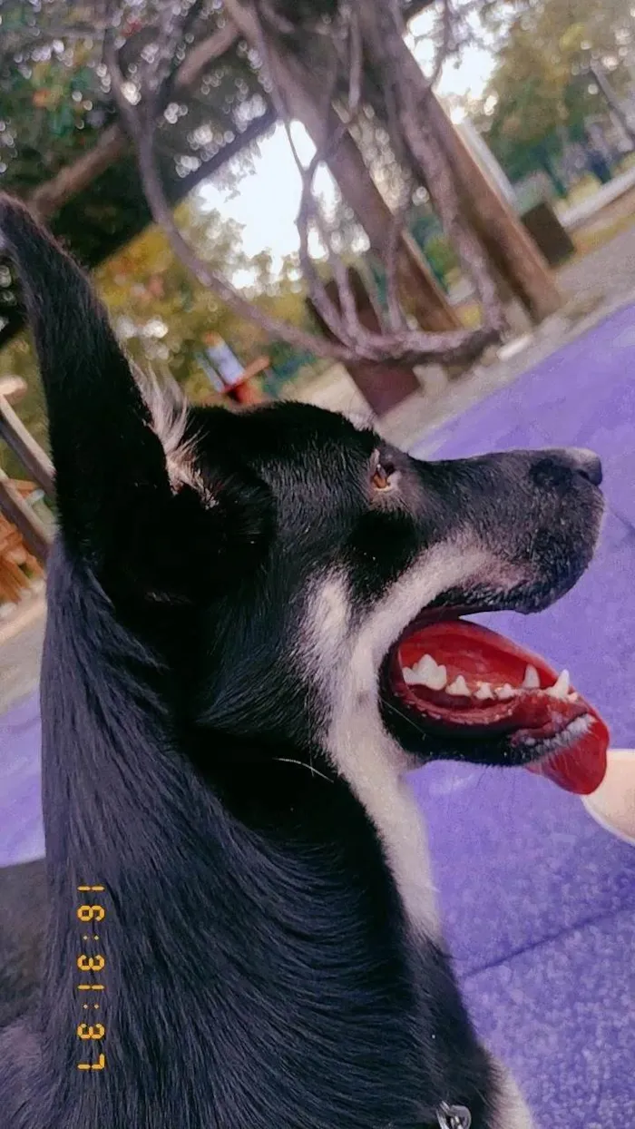 Cachorro ra a Pastor Alemão idade 1 ano nome Jujuba