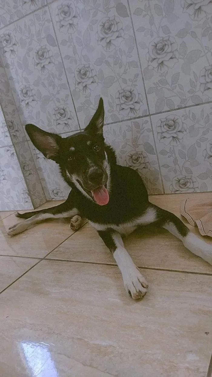 Cachorro ra a Pastor Alemão idade 1 ano nome Jujuba