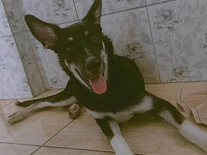 Cachorro ra a Pastor Alemão idade 1 ano nome Jujuba