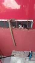 4 gatinhos fofinhos