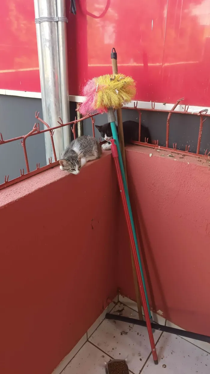 Gato ra a SRD-ViraLata idade 2 a 6 meses nome 4 gatinhos fofinhos 