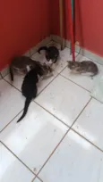 4 gatinhos fofinhos 