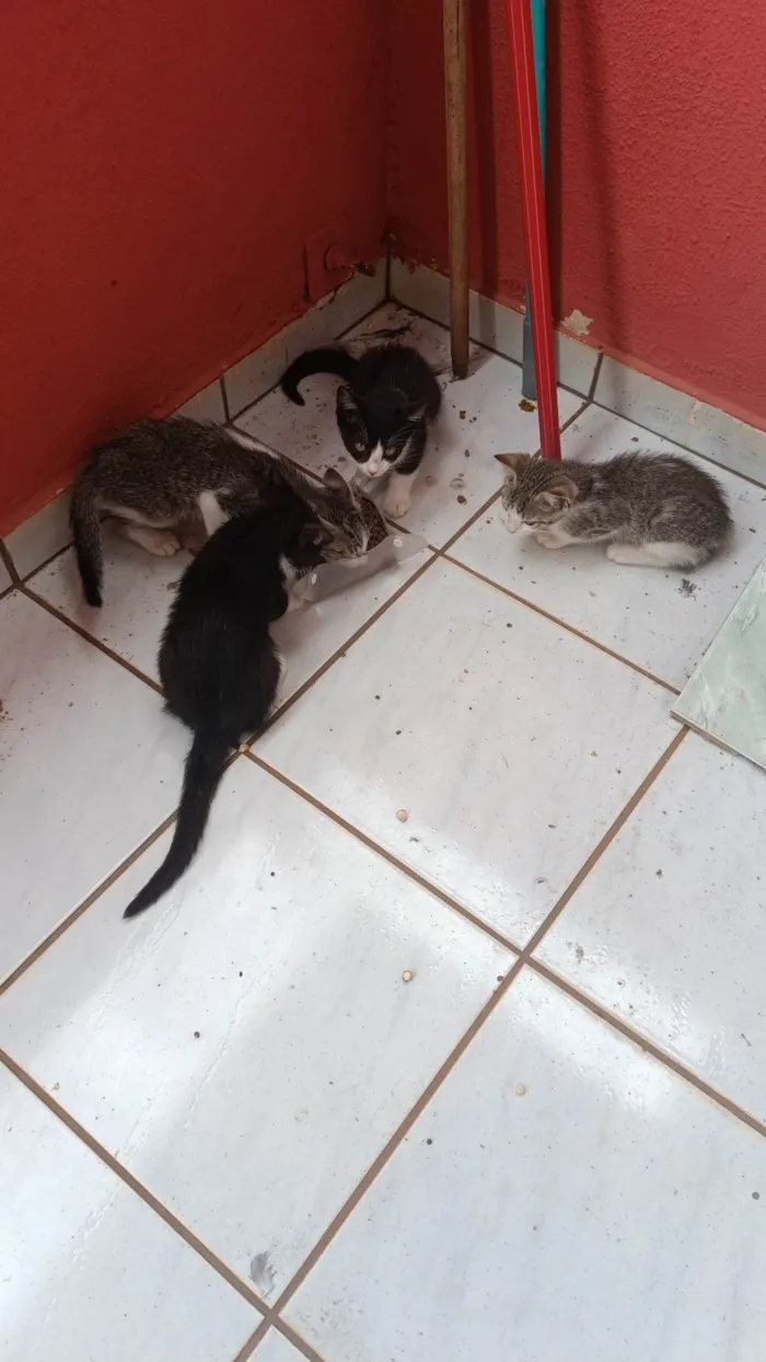 Gato ra a SRD-ViraLata idade 2 a 6 meses nome 4 gatinhos fofinhos 