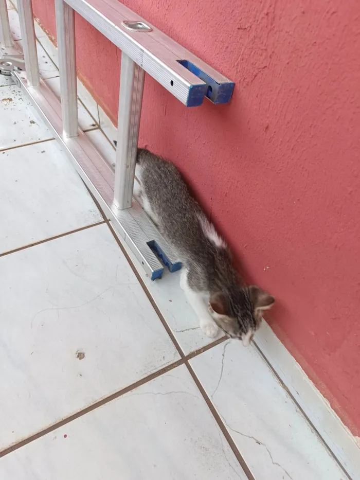 Gato ra a SRD-ViraLata idade 2 a 6 meses nome 4 gatinhos fofinhos 