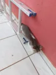 4 gatinhos fofinhos
