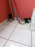 4 gatinhos fofinhos 