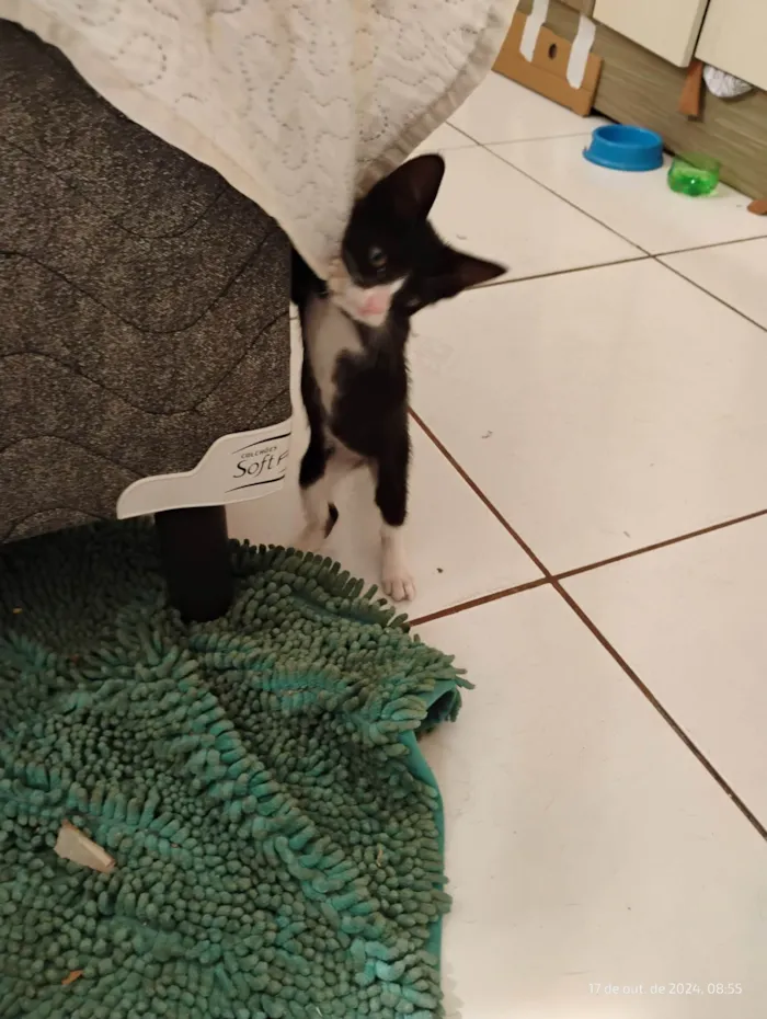 Gato ra a SRD-ViraLata idade 2 a 6 meses nome Gatinha sem dono