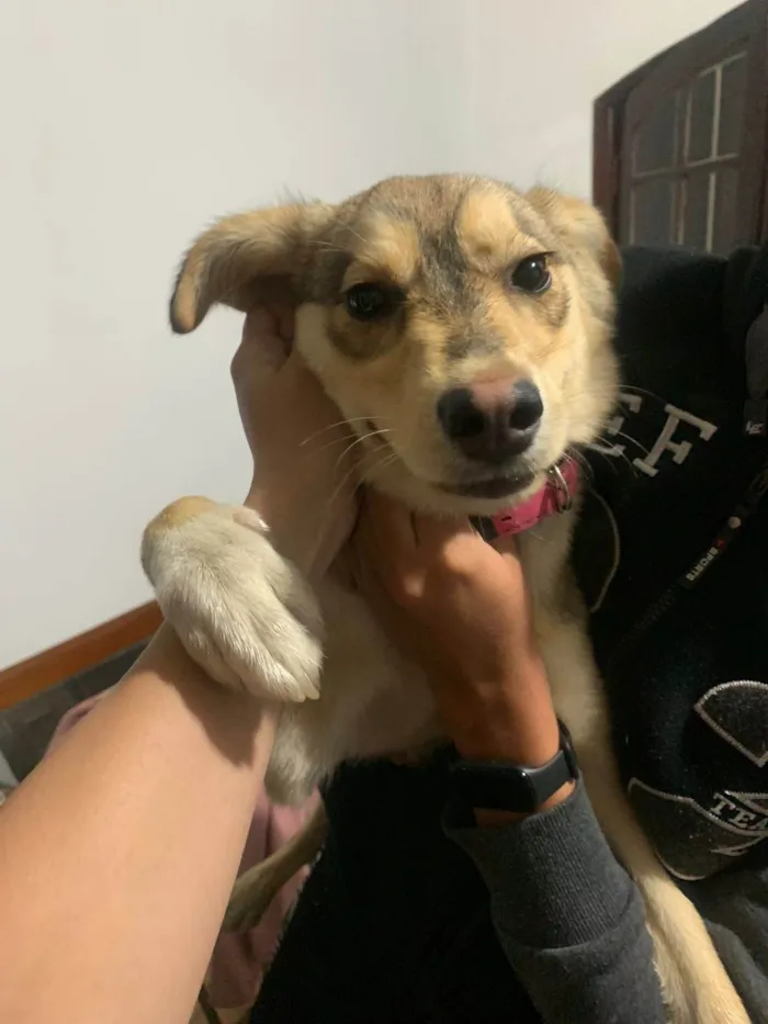 Cachorro ra a SRD-ViraLata idade 7 a 11 meses nome Sofia