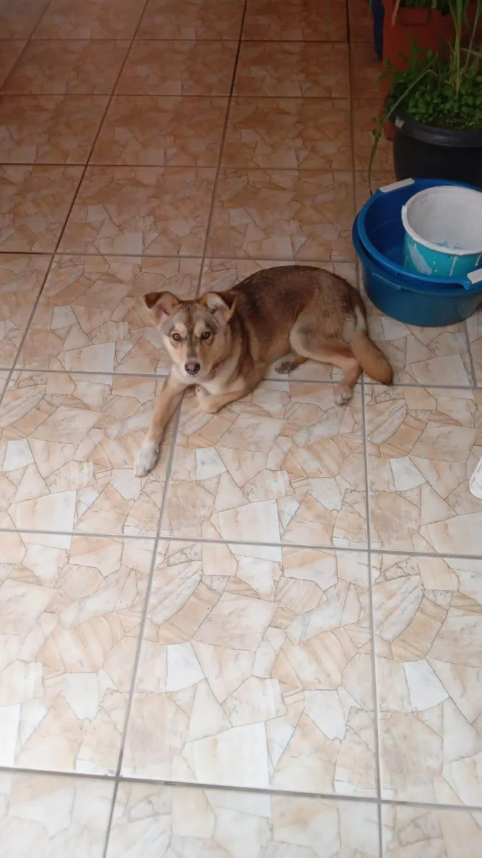 Cachorro ra a SRD-ViraLata idade 7 a 11 meses nome Sofia