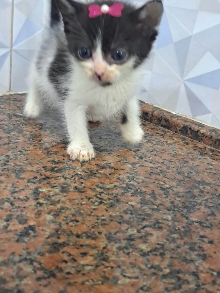 Gato ra a SRD-ViraLata idade Abaixo de 2 meses nome Bebezinhos lindos