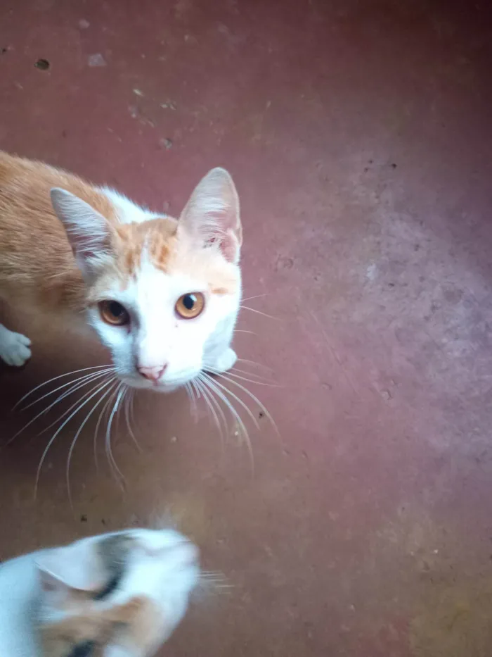 Gato ra a SRD-ViraLata idade 7 a 11 meses nome Duracel