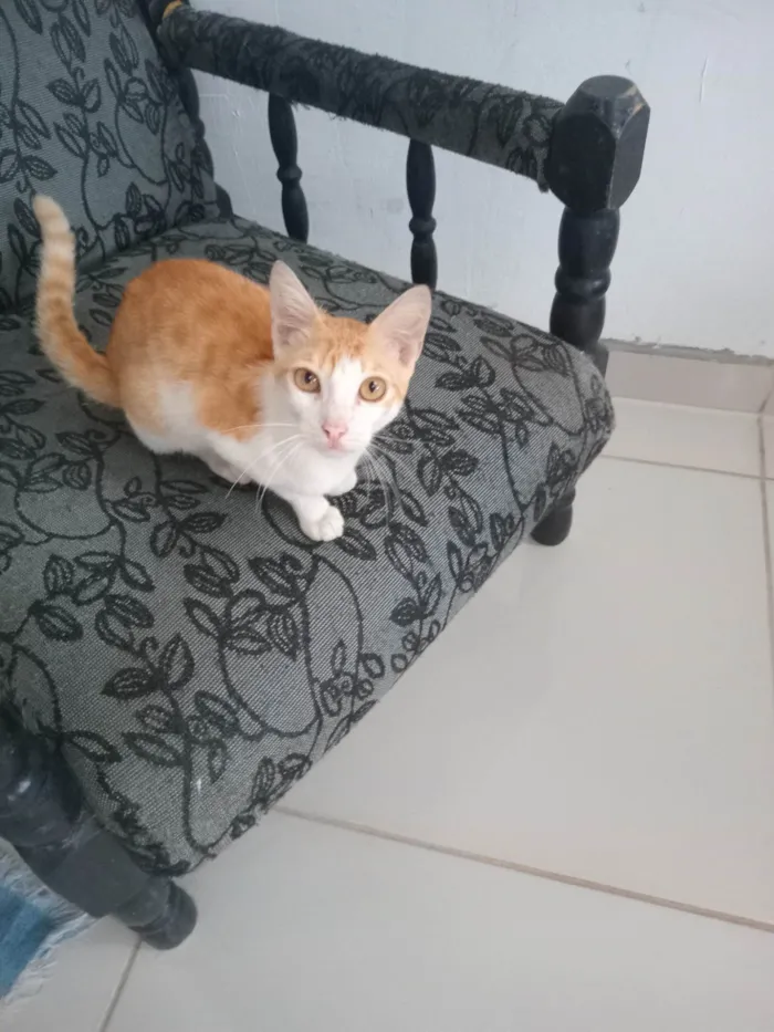 Gato ra a SRD-ViraLata idade 7 a 11 meses nome Felicio segundos