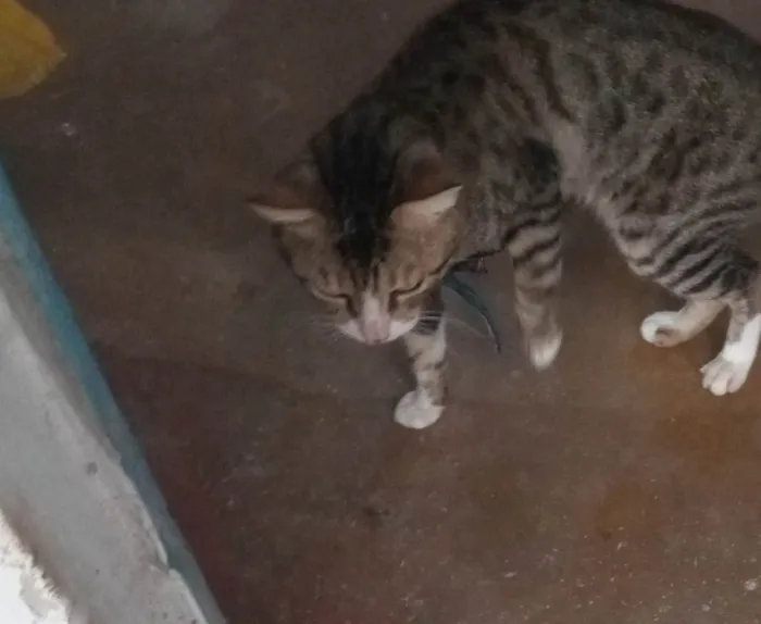 Gato ra a SRD-ViraLata idade 2 anos nome Rajado