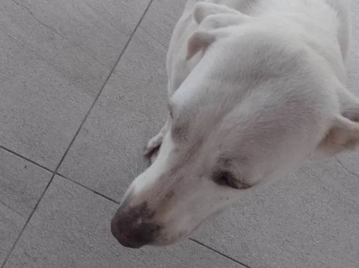 Cachorro ra a SRD-ViraLata idade 1 ano nome Nina