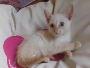 Gato raça Siamês idade Abaixo de 2 meses nome Siames branco adocao