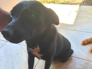 Cachorro raça SRD-ViraLata idade 7 a 11 meses nome não possui nome