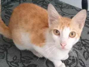 Gato raça SRD-ViraLata idade 7 a 11 meses nome Felicio segundos