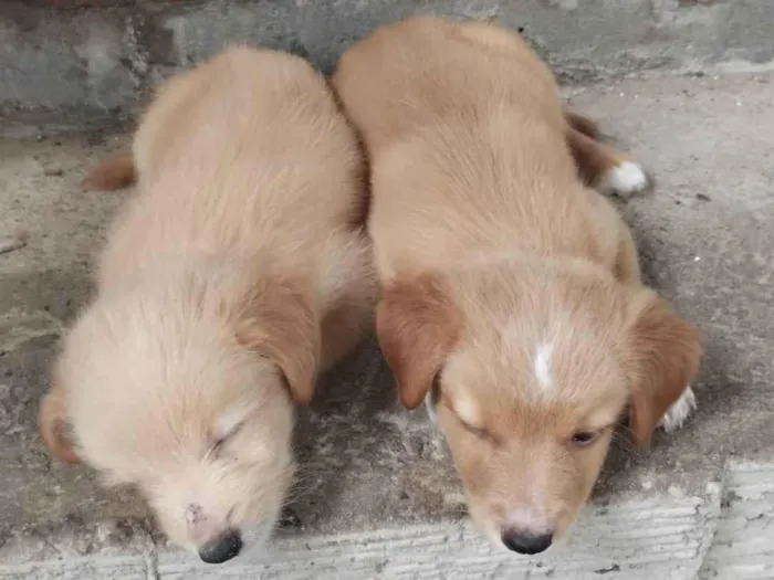 Cachorro ra a SRD-ViraLata idade Abaixo de 2 meses nome Marronzinho