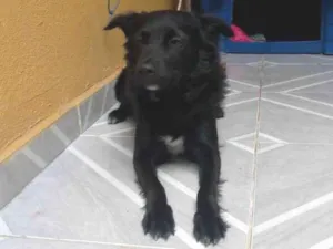 Cachorro raça SRD-ViraLata idade 7 a 11 meses nome iscai 