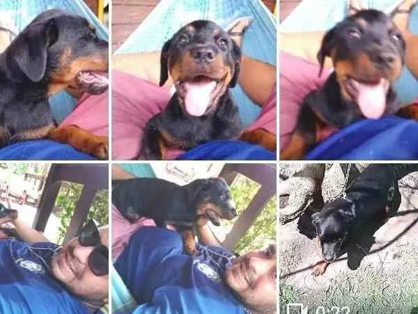 Cachorro ra a Rottweiler idade 2 anos nome Xena 