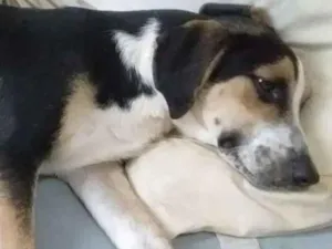 Cachorro raça Mestiço   idade  nome Zeus e Chiara 