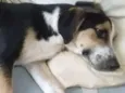 Zeus e Chiara
