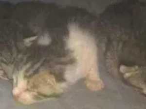 Gato raça Comum idade Abaixo de 2 meses nome Gatinhos