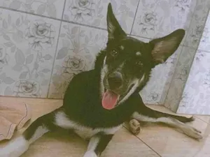 Cachorro raça Pastor Alemão idade 1 ano nome Jujuba