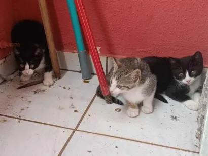 Gato raça SRD-ViraLata idade 2 a 6 meses nome 4 gatinhos fofinhos 