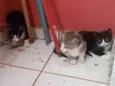 4 gatinhos fofinhos