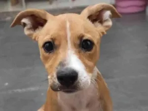 Cachorro raça SRD-ViraLata idade 2 a 6 meses nome sara