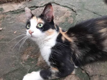 Gato raça SRD-ViraLata idade 7 a 11 meses nome Bel