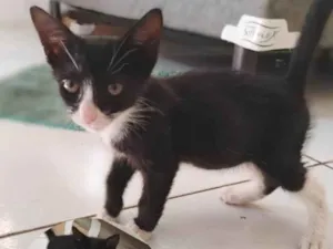 Gato raça SRD-ViraLata idade 2 a 6 meses nome Gatinha sem dono