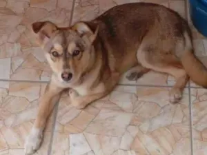 Cachorro raça SRD-ViraLata idade 7 a 11 meses nome Sofia