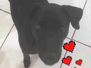 Cachorro raça SRD-ViraLata idade 7 a 11 meses nome Hope