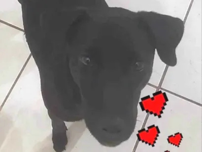 Cachorro raça SRD-ViraLata idade 7 a 11 meses nome Hope