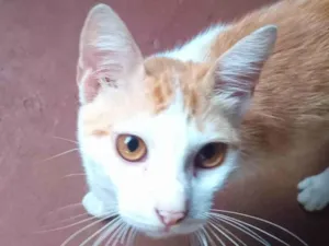 Gato raça SRD-ViraLata idade 7 a 11 meses nome Duracel