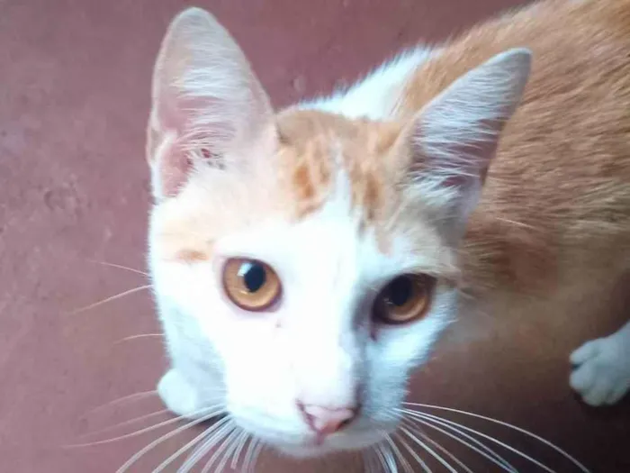 Gato ra a SRD-ViraLata idade 7 a 11 meses nome Duracel