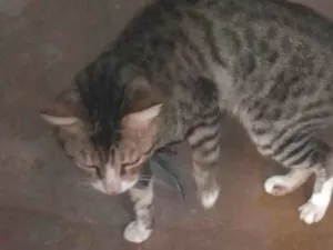 Gato raça SRD-ViraLata idade 2 anos nome Rajado