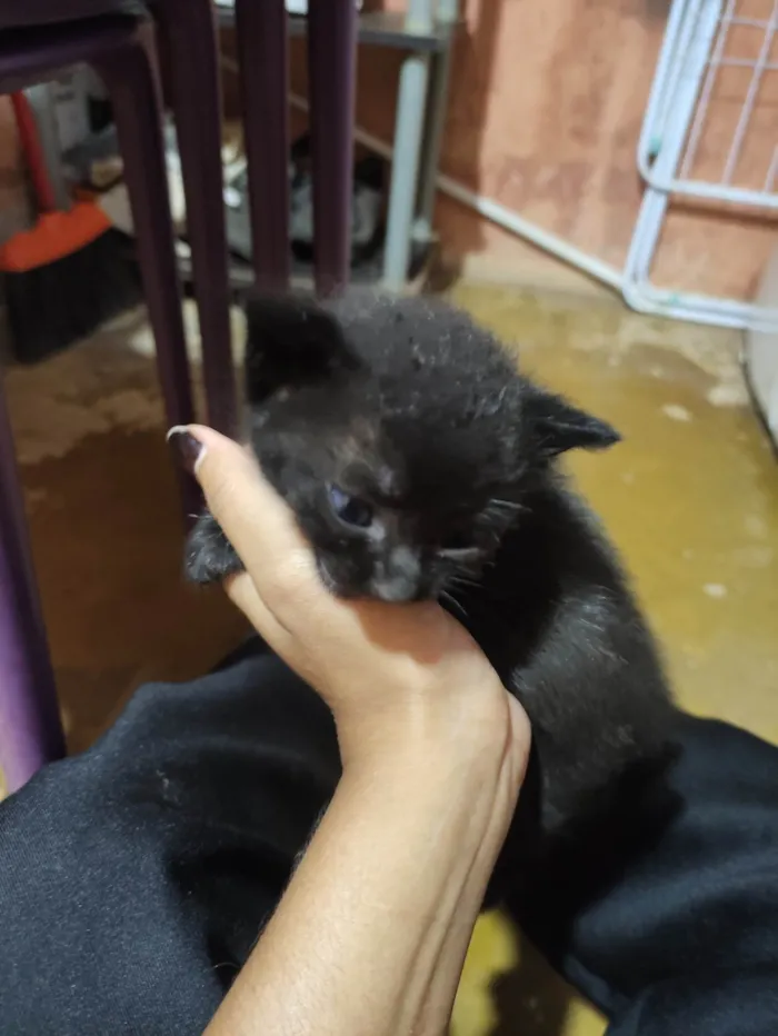 Gato ra a SRD-ViraLata idade Abaixo de 2 meses nome gato preto