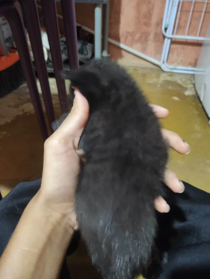 Gato ra a SRD-ViraLata idade Abaixo de 2 meses nome gato preto