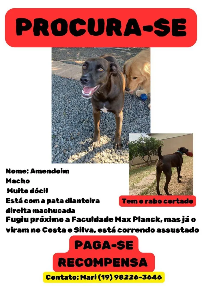 Cachorro ra a SRD-ViraLata idade 2 anos nome Amendoim