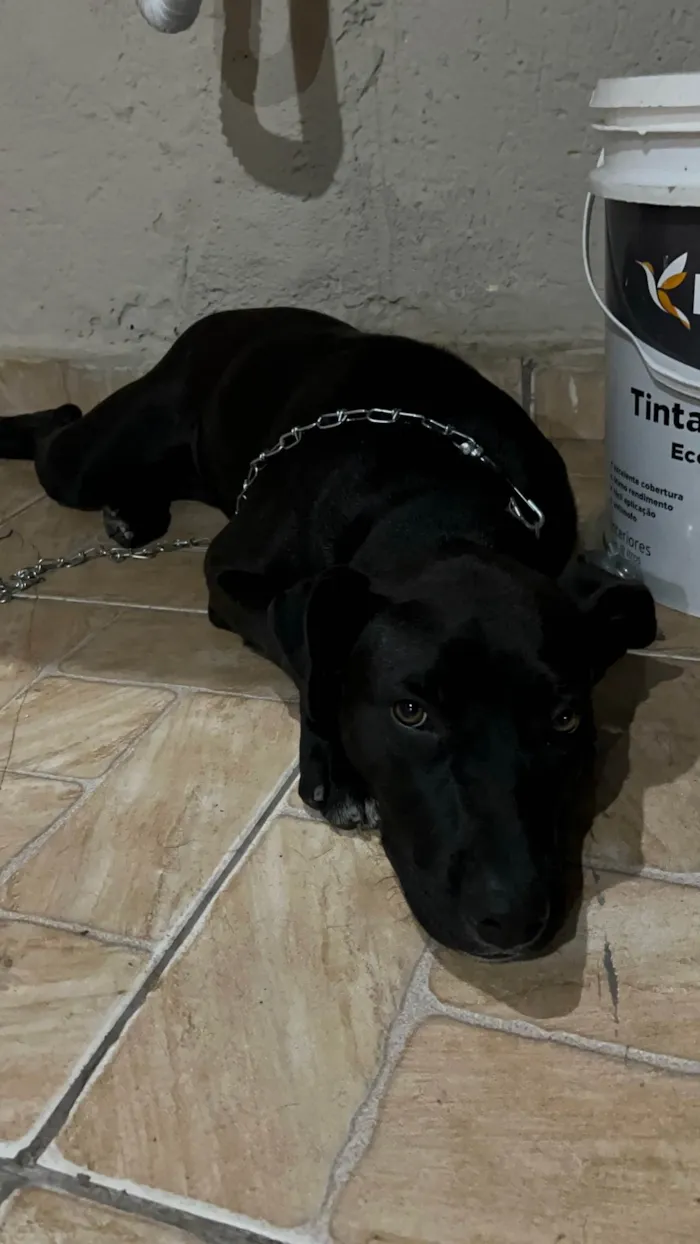 Cachorro ra a SRD-ViraLata idade 7 a 11 meses nome Pandora