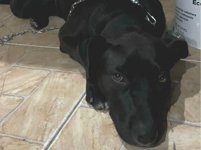 Cachorro ra a SRD-ViraLata idade 7 a 11 meses nome Pandora