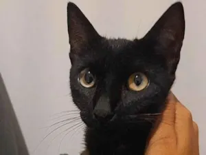 Gato raça SRD-ViraLata idade 7 a 11 meses nome Dior