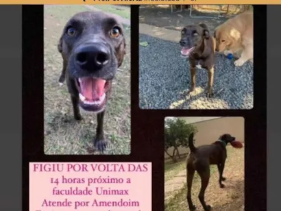 Cachorro raça SRD-ViraLata idade 2 anos nome Amendoim