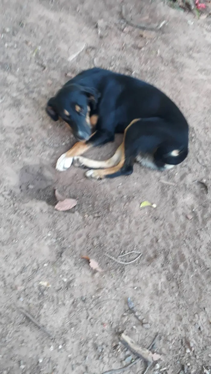 Cachorro ra a SRD-ViraLata idade 7 a 11 meses nome Bela